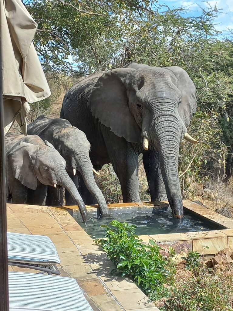 Elephants at my pool